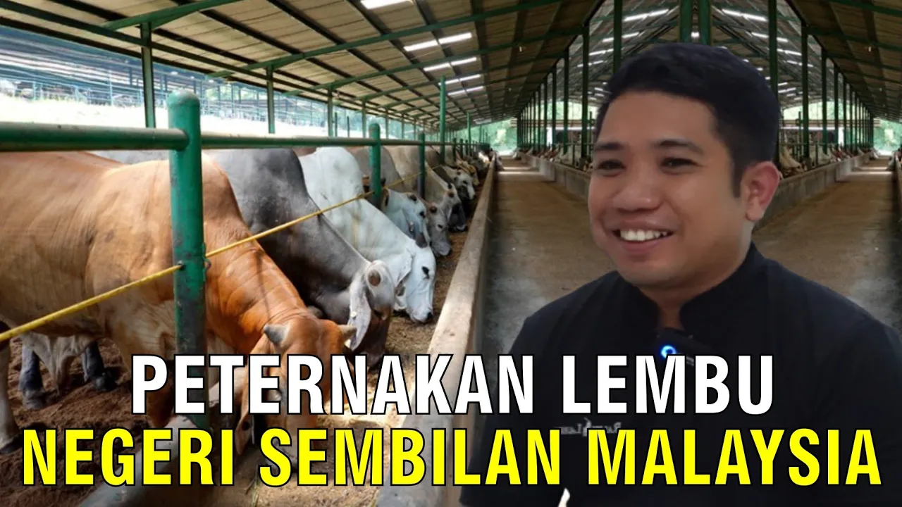 
                                 Peternakan-Lembu-Negeri-Sembilan-Malaysia.jpg